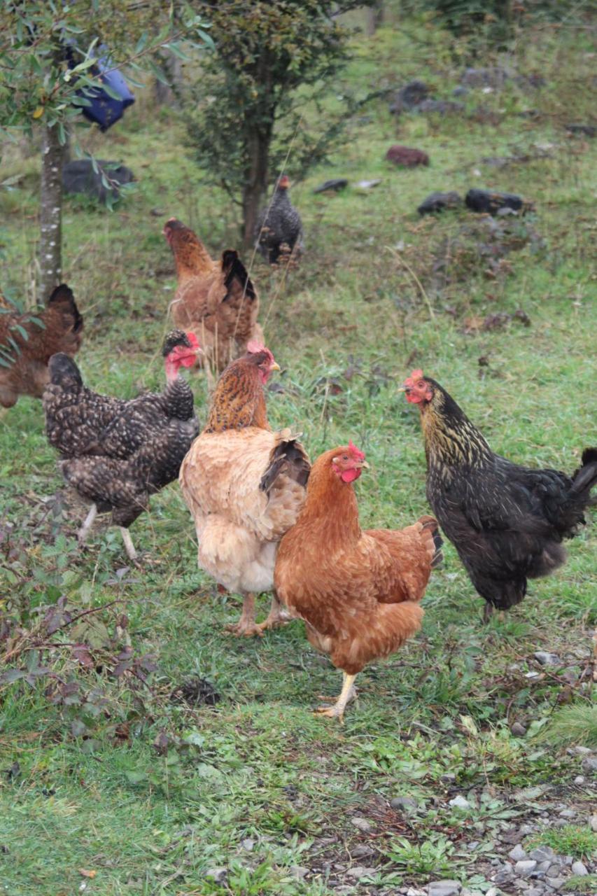 فيلا El Rincon De La Olguita Curacautín المظهر الخارجي الصورة